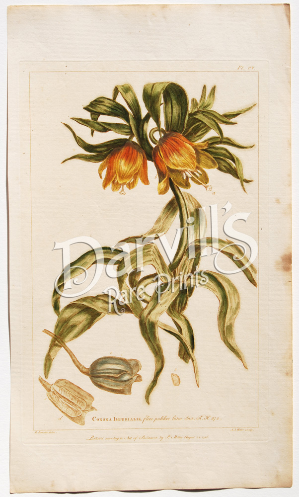 GEUM, LONDON PRIDE, Miller Large Antique Botanical flower print outlet 1760